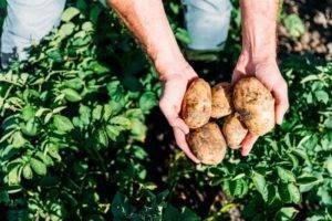 Как определить готовность картофеля к уборке урожая (спелость клубней)