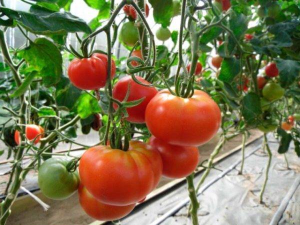 Описание сорта томата купец, его характеристики и урожайность