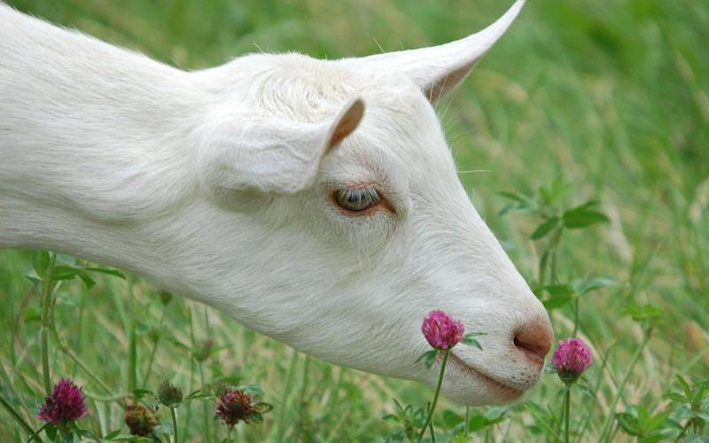 Что это может быть, если у козы шишка на шее и как обнаружить и правильно лечить