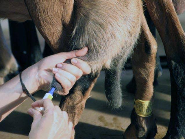 Лечение мастита у козы в домашних условиях