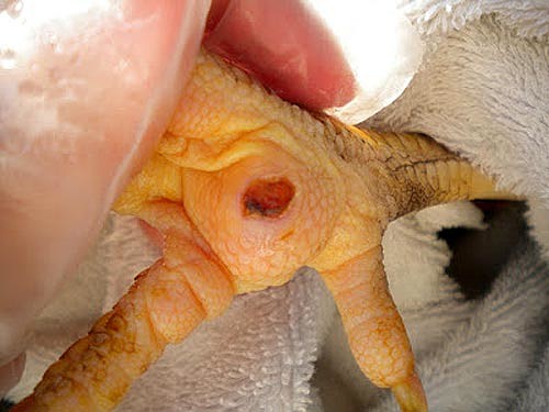 Чем опасны наросты на лапах у кур и как их лечить