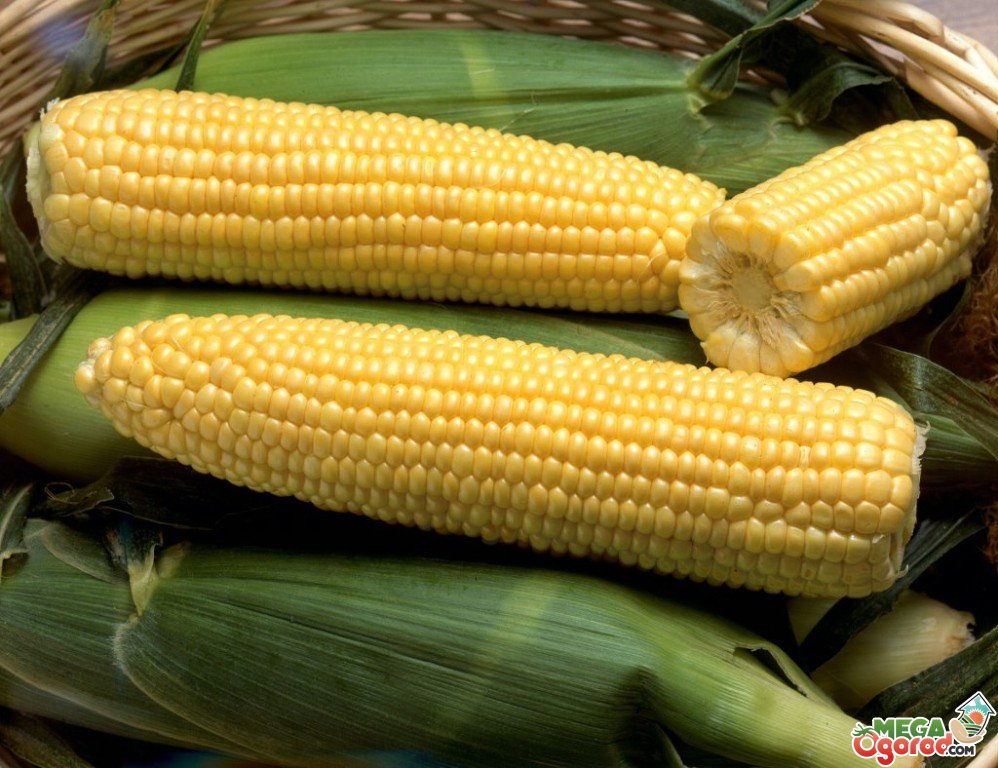 Лучшие сорта и гибриды сладкой кукурузы – правила выращивания и ухода