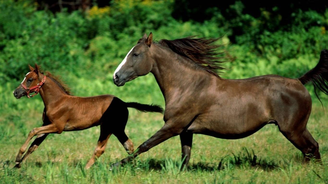 Роды лошади
