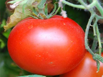Иришка f1 — гибридный томат для теплого климата. описание, особенности, отзывы