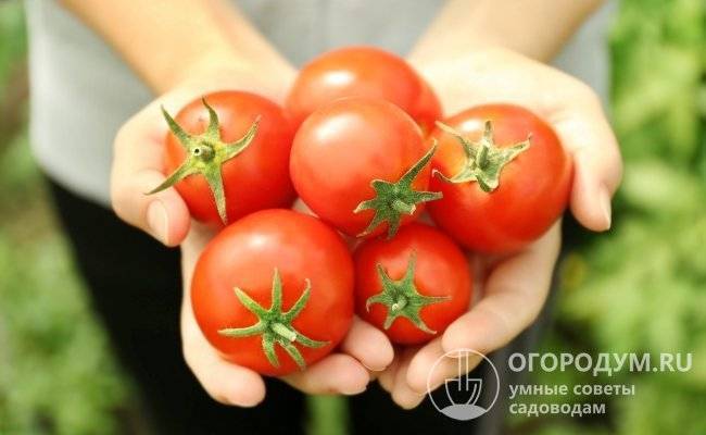 Описание двух вариантов гибридных сортов томата «марисса»