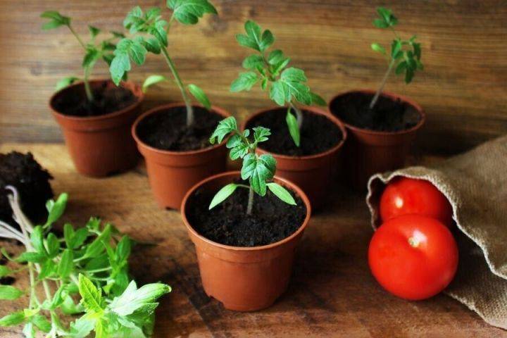 Благоприятные дни для посева помидоров на рассаду в 2020 году