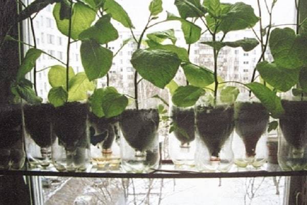 Как посадить и вырастить огурцы в бочке?