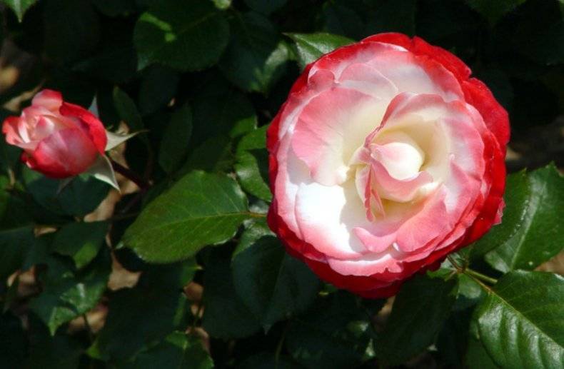 Роза аква: описание и фото