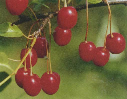 Описание и характеристики сорта вишни Шакировская, выращивание и уход