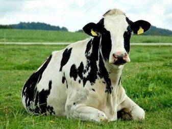 Голштинская порода коров: характеристика и особенности ухода
