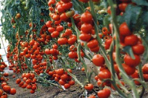 Выращивание томата рапсодия
