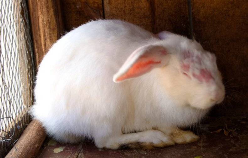 Крольчиха разбрасывает крольчат после окрола: как бороться и причины?