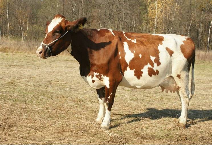 Самая распространенная на территории россии порода коров - чёрная пёстрая