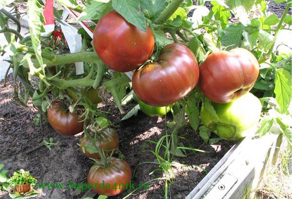 Описание томата тарпан: вкус, цвет, урожайность, назначение