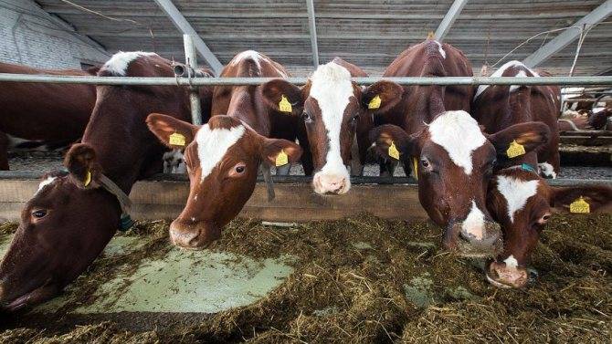 Методы лечения бородавок и папиллом у коров