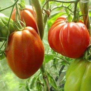 Как вырастить помидор необычной формы: сорт «пузата хата»