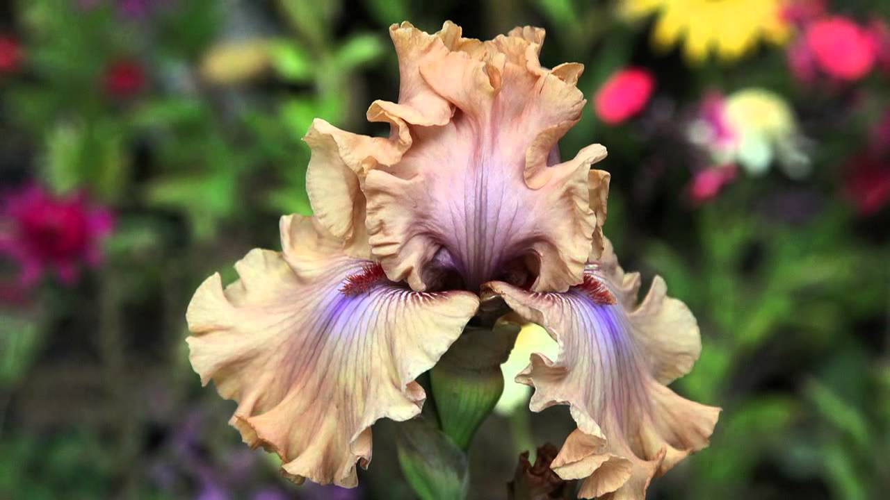 Бородатые ирисы (iris barbata) из новой коллекции 2020 года