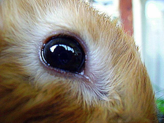 Лечение и профилактика болезней глаз у кроликов