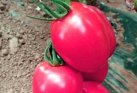 Характеристика и описание сорта томата пинк импрешн, его урожайность