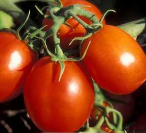 Сорт томата «сливка розовая»: описание, характеристика, посев на рассаду, подкормка, урожайность, фото, видео и самые распространенные болезни томатов
