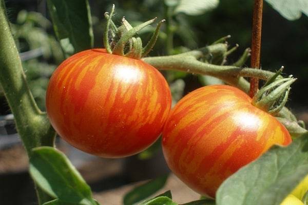 Описание сорта томата Тигренок и особенности выращивания
