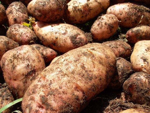 Картофель крепыш: описание и характеристика, отзывы
