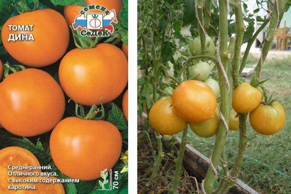Сорт томата «дина»: описание, характеристика, посев на рассаду, подкормка, урожайность, фото, видео и самые распространенные болезни томатов