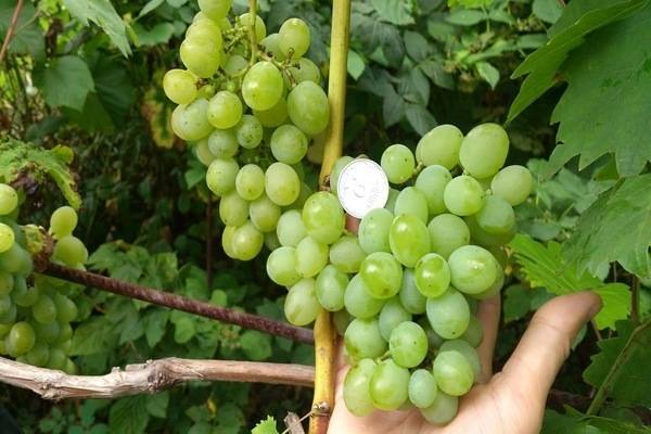 Виноград галахад: описание сорта, отзывы