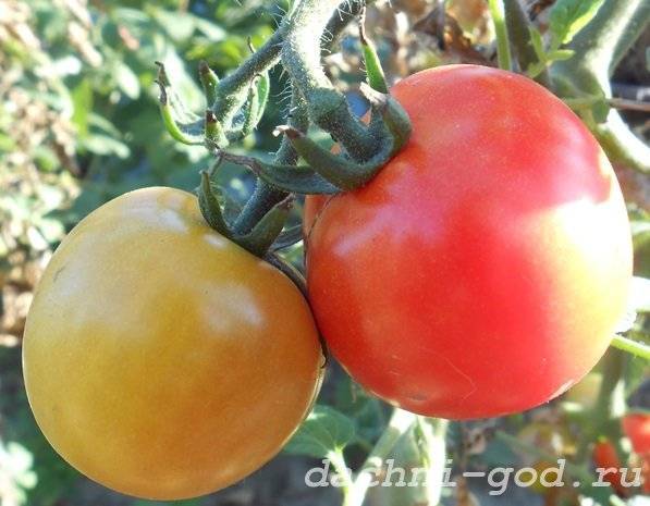 Как выбрать лучшие сорта помидоров для теплиц без пасынкования