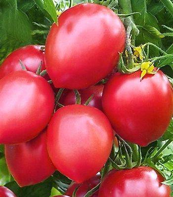 Характеристика и описание сорта томата каскад, его урожайность