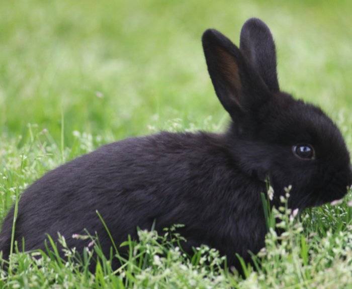 ТОП 5 пород черных кроликов и их описание, правила ухода и содержания