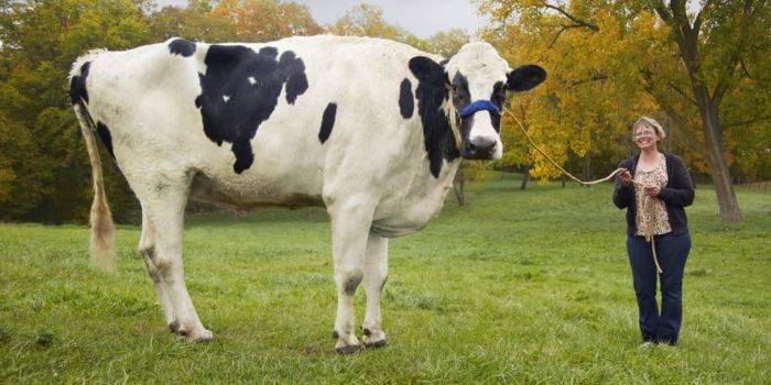Самые большие быки и коровы в мире