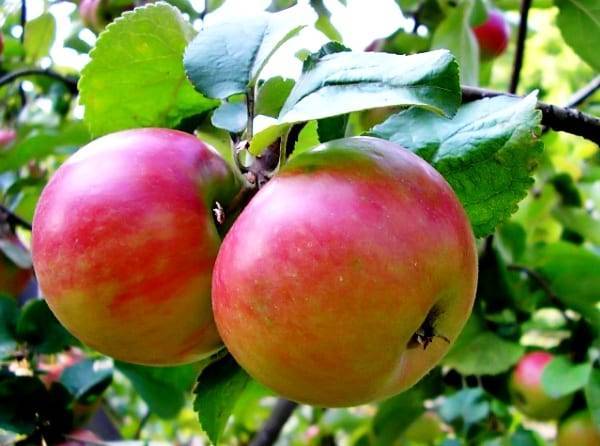 Описание и характеристики сорта яблони Жигулевское, поэтапная посадка и уход