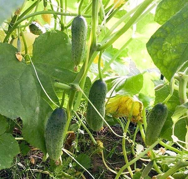Огурец апрельский: характеристика, выращивание, плюсы и минусы сорта