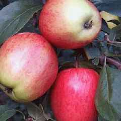 Яблони сорт аркадик