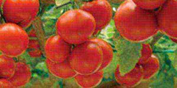 Томат ноктюрн: описание и характеристика сорта, рекомендации по выращиванию с фото