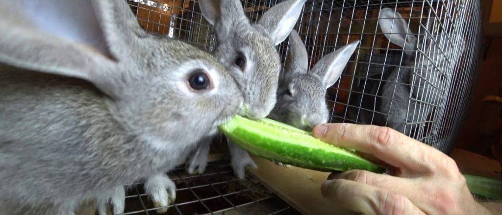 Можно ли кроликам кабачки — в чём польза и вред, как давать