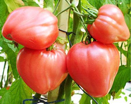 Характеристика и описание сорта томата хлебосольный, его урожайность