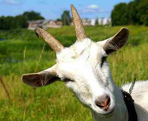 Описание и характеристика 10 лучших молочных пород коз