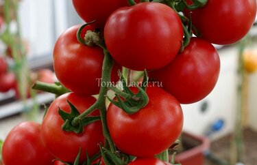 Томат фитоус: характеристика и описание сорта, урожайность с фото