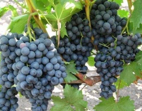 Выращивание винограда в сибири в открытом грунте, посадка и уход для начинающих
