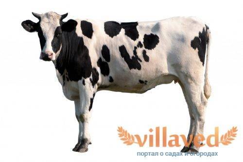Обзор костромской породы коров