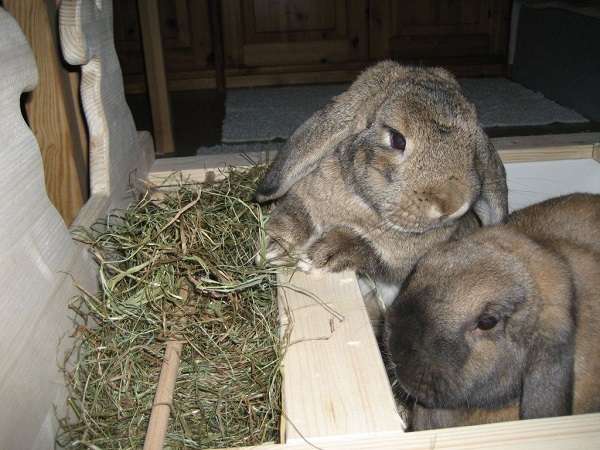 Самодельные кормушки для кроликов: просто, дешево и удобно