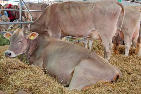 Описание и характеристика коров сычевской породы, правила их содержания