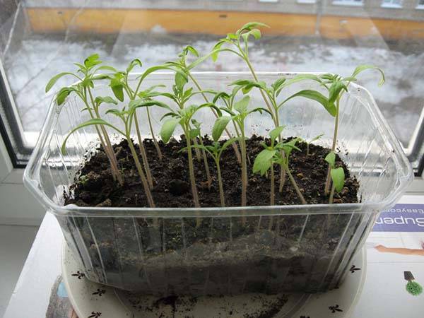 Как правильно пикировать рассаду помидоров: правила безопасной подготовки растений к процедуре и её проведение