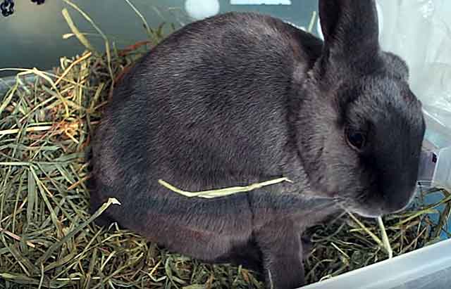 Рацион кроликов: каким зерном можно кормить животных и как его правильно приготовить?
