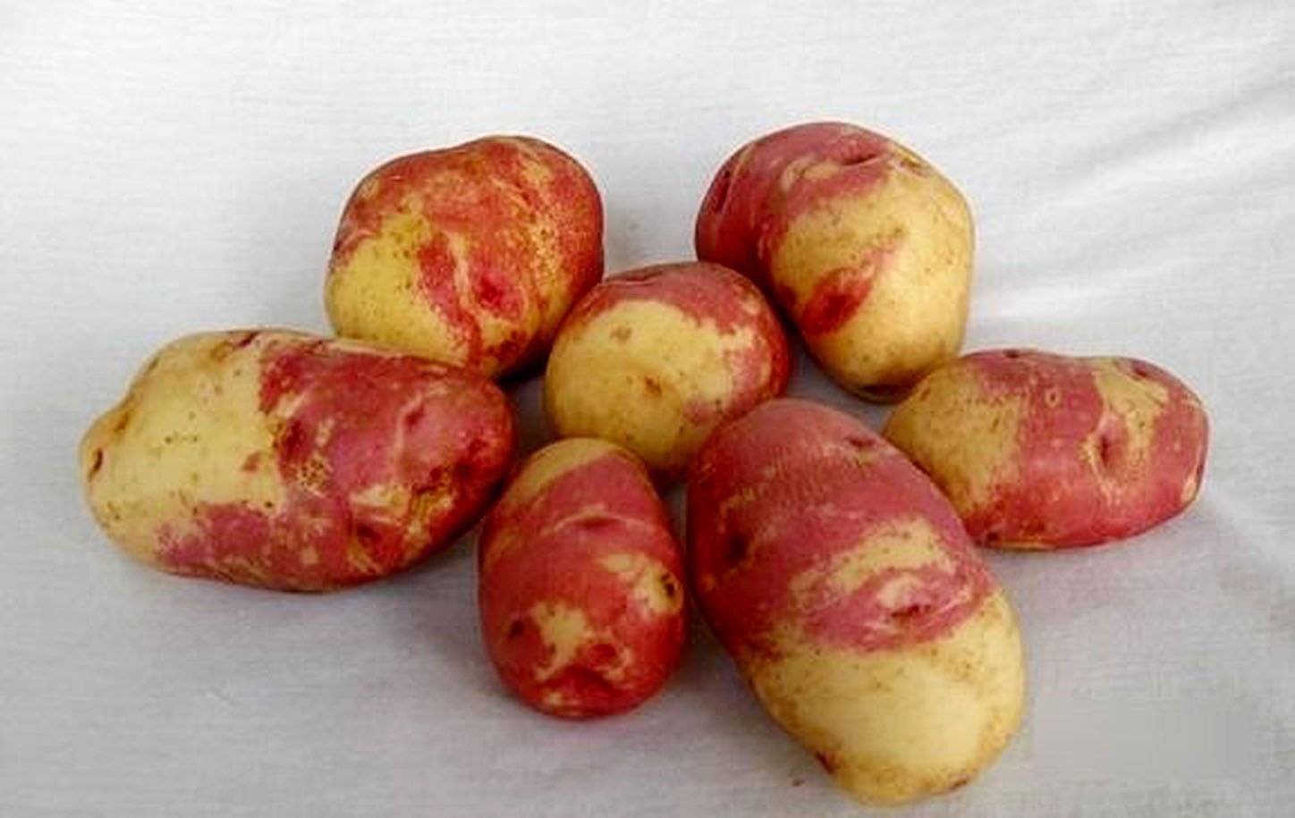 Описание сорта картофеля рябинушка