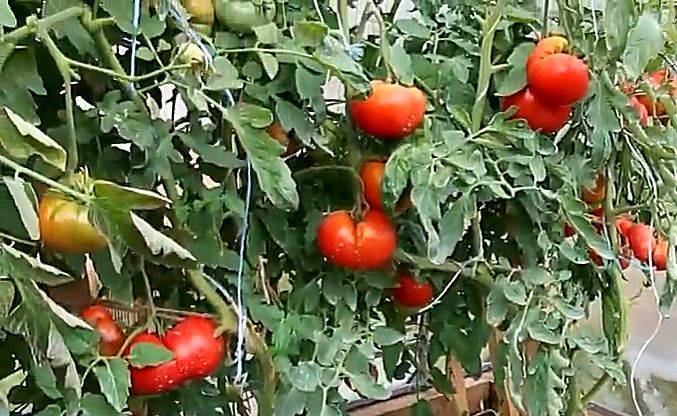 Толстой помидоры описание