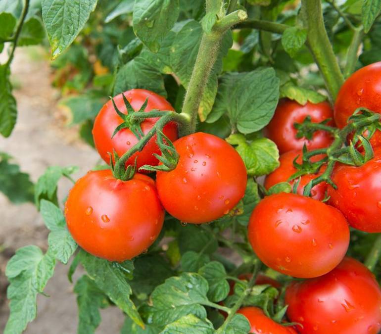 Как выглядит спелый томат кукла f1 — плюсы и минусы сорта