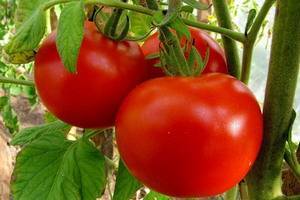 Описание высокоурожайного томата вечный зов и рекомендации по выращиванию сорта